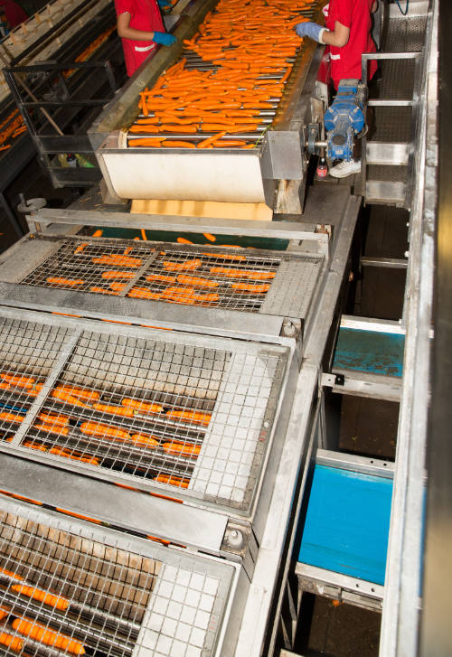 vasche di prelavaggio fagiolino